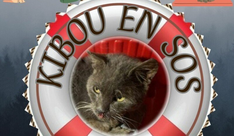 🆘 AIDEZ-NOUS A SOIGNER KIBOU ! 🆘