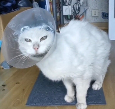 OPERATION carcinôme de Mr CÂLIN