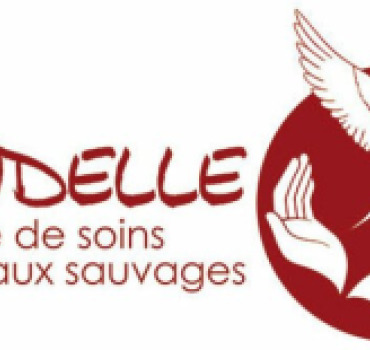 Aidons l'Hirondelle dans ses actions