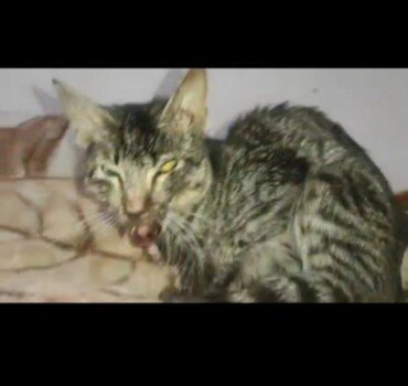 Aidons ce chat à la mâchoire cassée