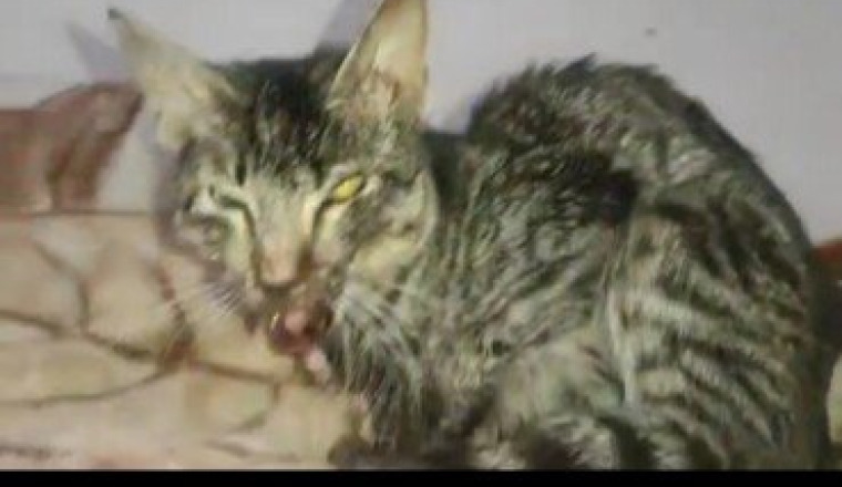 Aidons ce chat à la mâchoire cassée