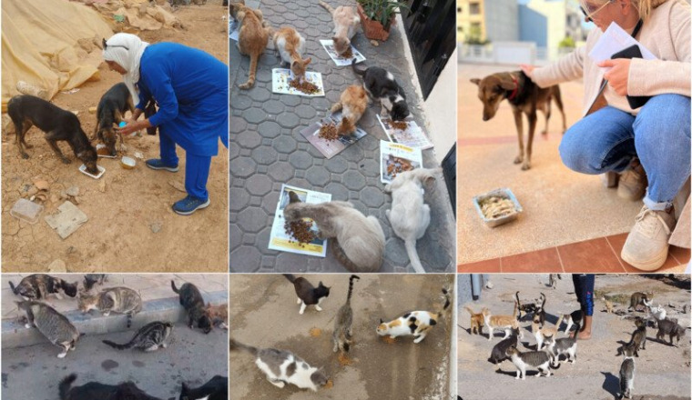 Pour nos amis les animaux du Maroc