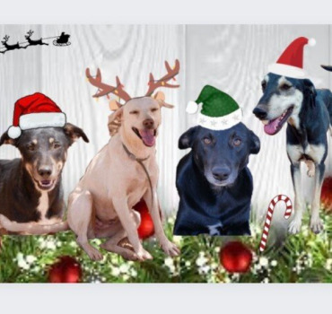 Un Noël heureux pour les toutous 🐾