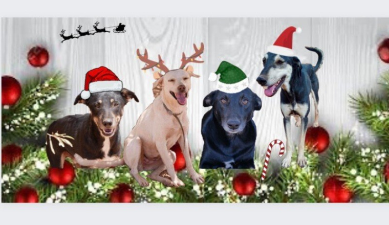 Un Noël heureux pour les toutous 🐾