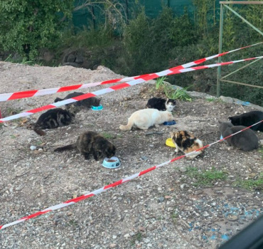 SOS CHATS DE PIERREFEU
