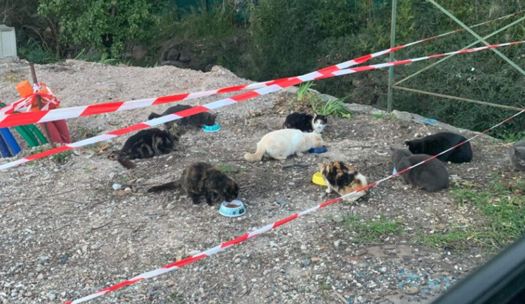 SOS CHATS DE PIERREFEU