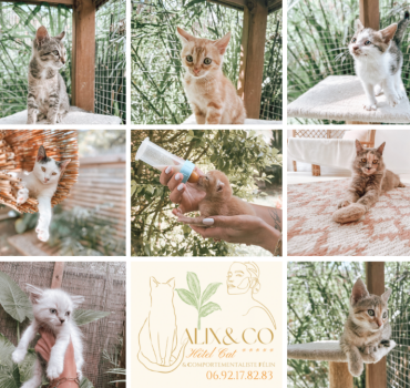 Les Chatons d'Alix&Co