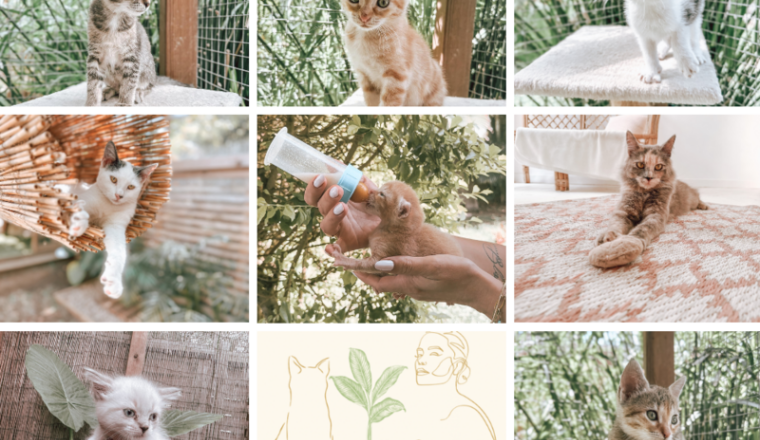 Les Chatons d'Alix&Co