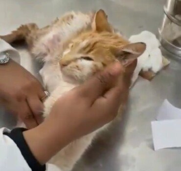 Chatte avec bébés morts dans son ventre