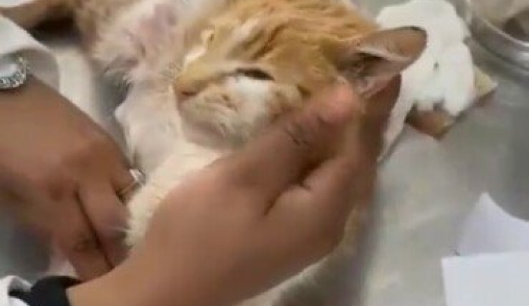 Chatte avec bébés morts dans son ventre