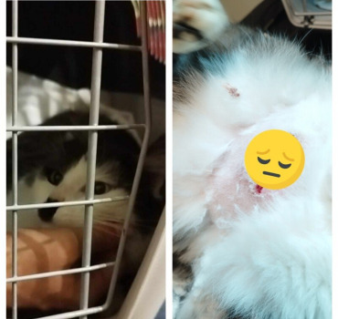 Aide pour Baghera chat de la rue
