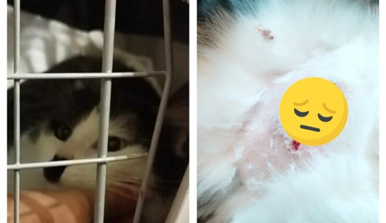 Aide pour Baghera chat de la rue
