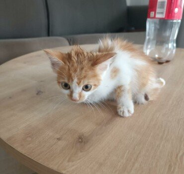 Petit chaton handicapé.