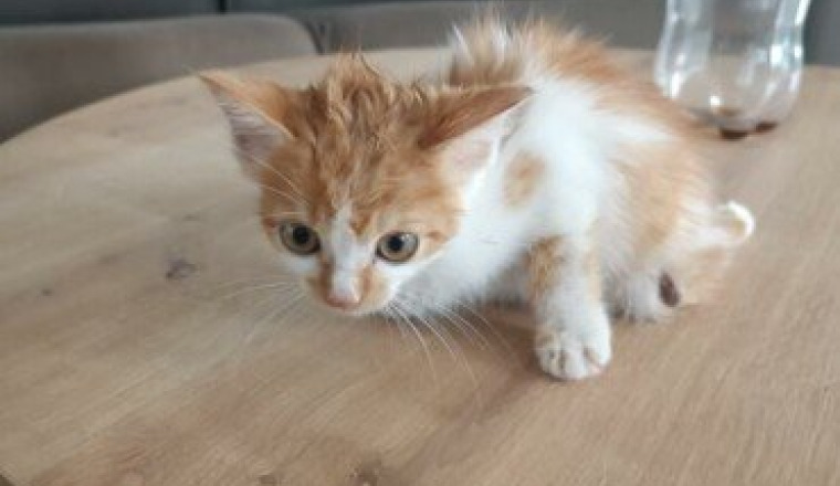 Petit chaton handicapé.