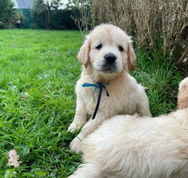Pour petit chiot Nanouk 🐶🐾