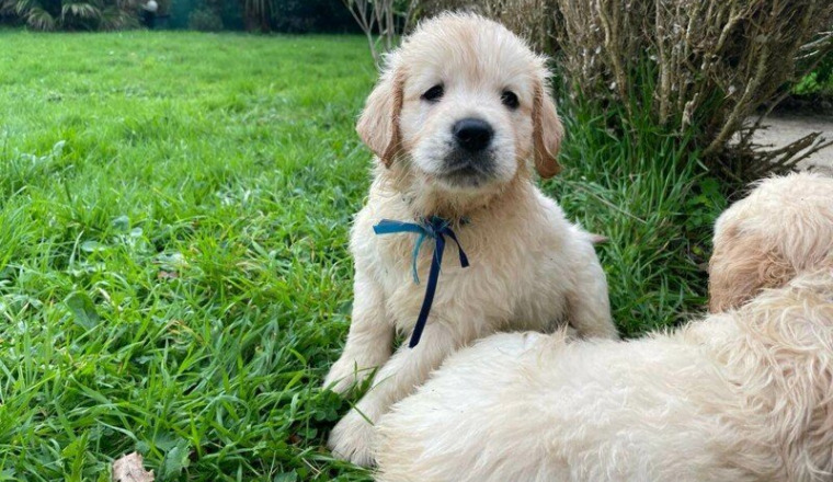 Pour petit chiot Nanouk 🐶🐾