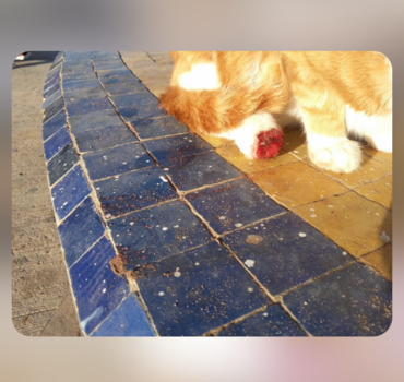 Aider chatte amputée