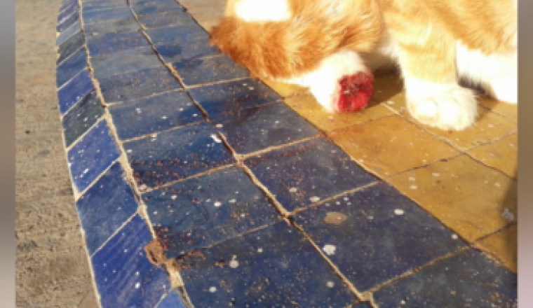 Aider chatte amputée