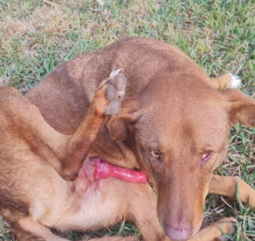 Pour le chien de Safi
