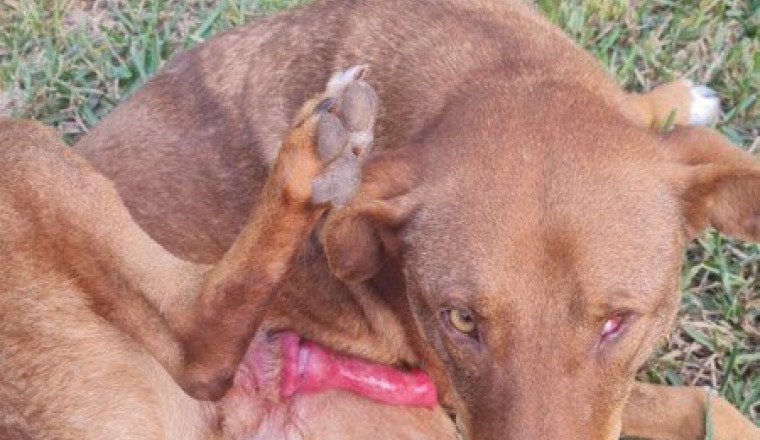 Pour le chien de Safi