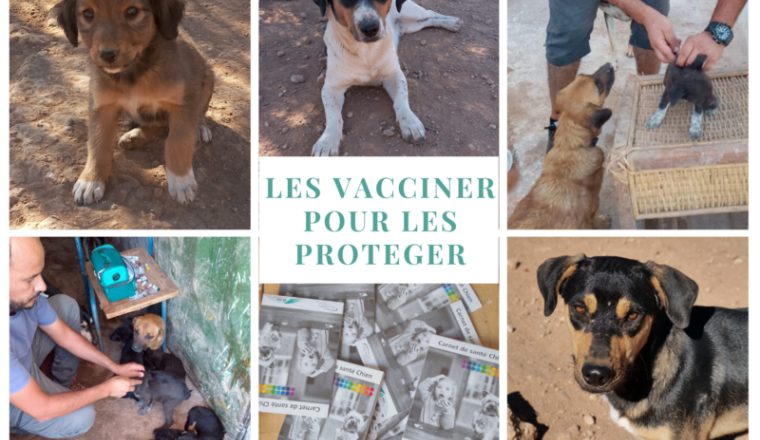 VACCINS ET RAPPELS DES TOUTOUS
