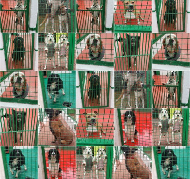 Des longes pour les chiens de la SPA de Lorient