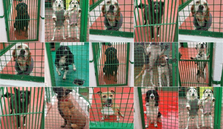 Des longes pour les chiens de la SPA de Lorient