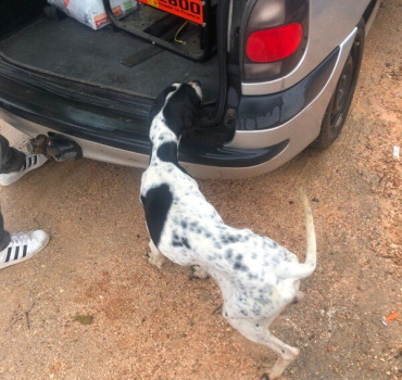 🆘Sauvetage extrême 🐶