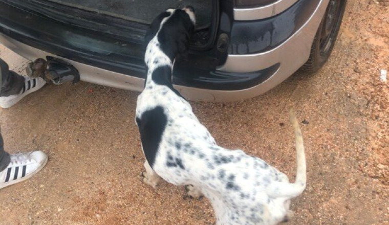 🆘Sauvetage extrême 🐶