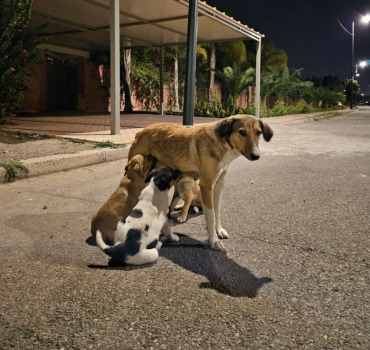 Stérilisé/Vacciné les chien.nes des rues du Maroc