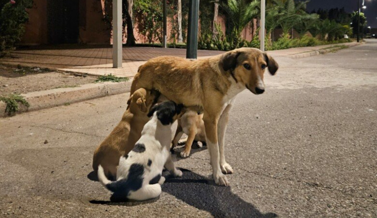 Stérilisé/Vacciné les chien.nes des rues du Maroc