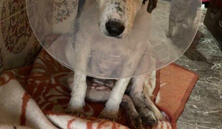 Aide transport chiens