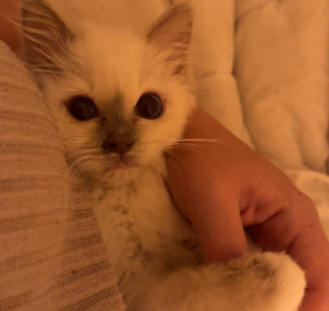 Nouvelle vie pour Lily