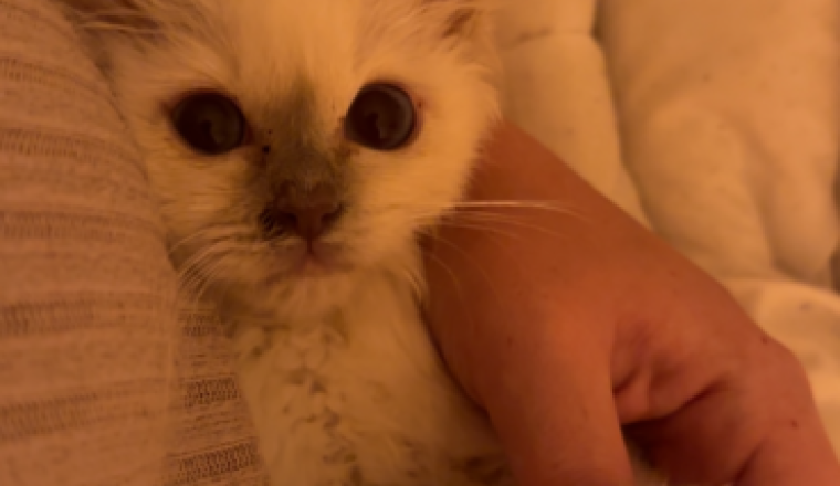 Nouvelle vie pour Lily