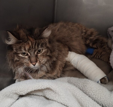 Soins minette accidentée