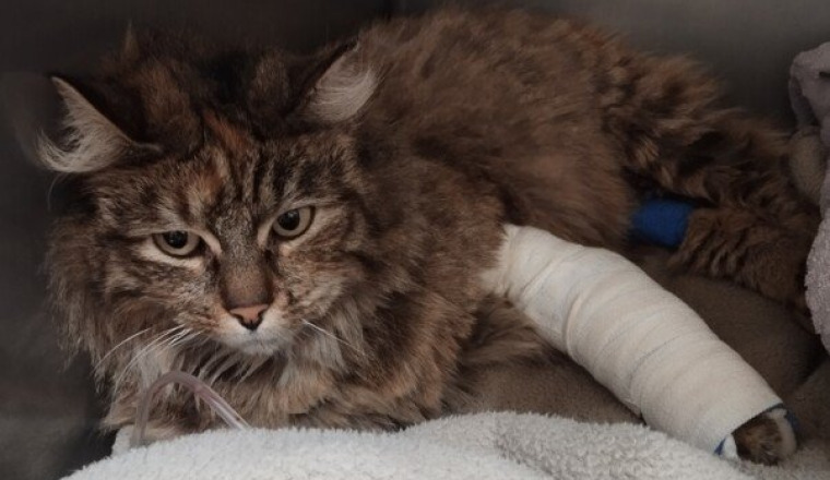 Soins minette accidentée