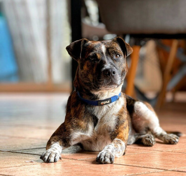 🐾 Sauvons Ensemble une Vie Fragile : Aidons DOG❤️