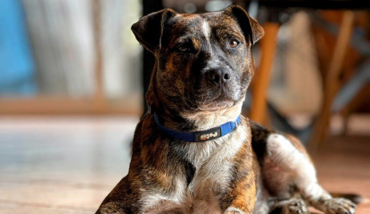 🐾 Sauvons Ensemble une Vie Fragile : Aidons DOG❤️