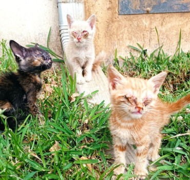 Chatons coryza sévère