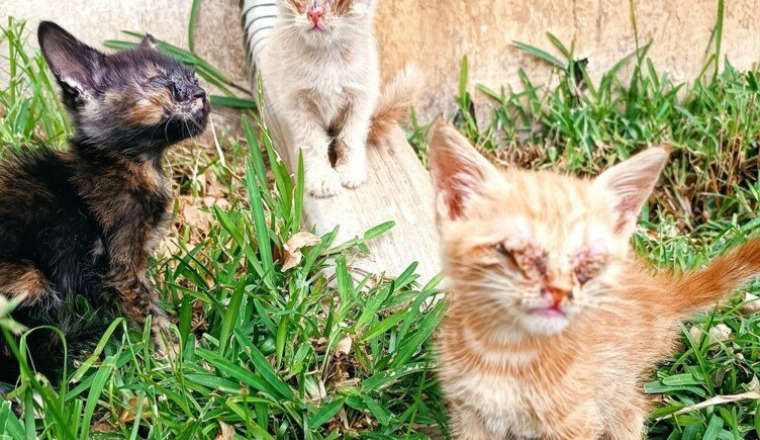 Chatons coryza sévère