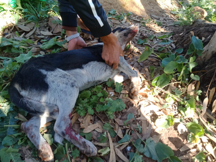 Image justificative de la cagnotte