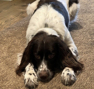 Aidez mon chien par pitié pour son opération 🙏🏼