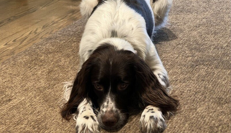 Aidez mon chien par pitié pour son opération 🙏🏼