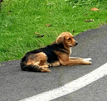Chienne de ravine a stériliser