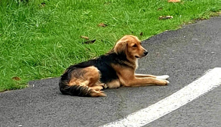 Chienne de ravine a stériliser