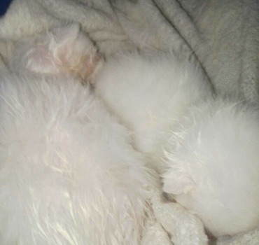 Du lait pour les petits orphelins