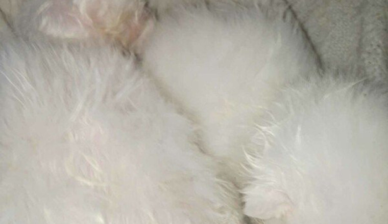 Du lait pour les petits orphelins
