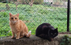 Image justificative de la cagnotte
