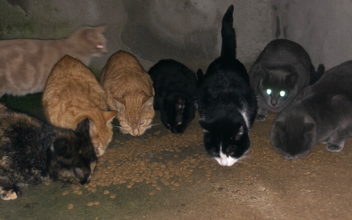 Image justificative de la cagnotte