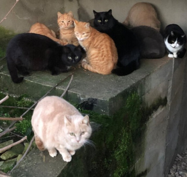 solidarité stérilisation chats